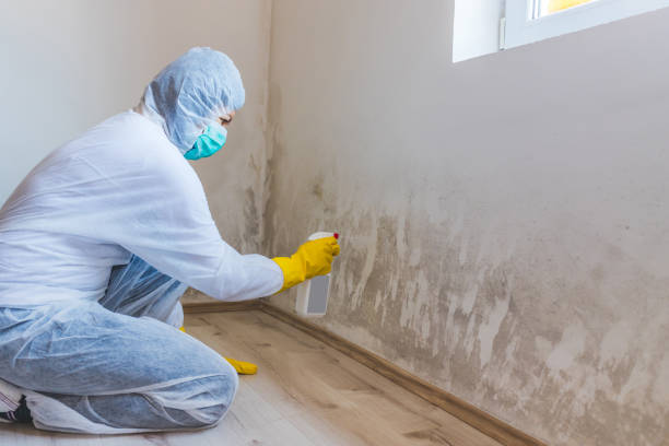 Licensed Mold Cleanup service in Pottersdale, PA - WQB Mold Removal
