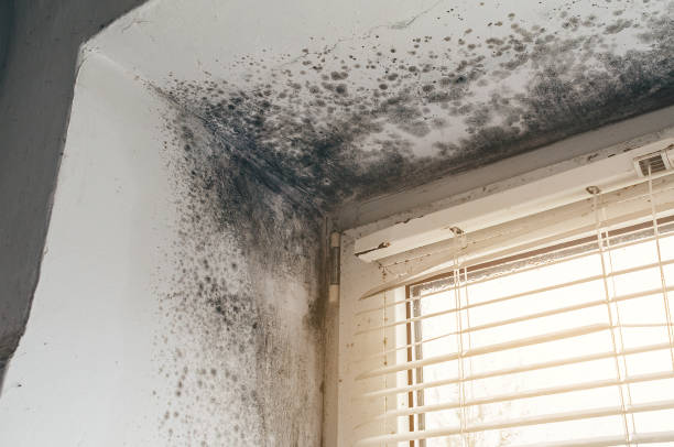 Affordable Mold Cleanup solutions in Pottersdale, PA